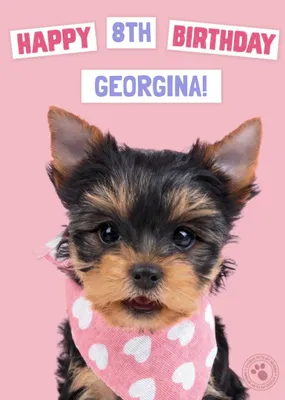 Studio Pets Birthday Card Yorkshire Terrier Puppy with a Handkerchief
